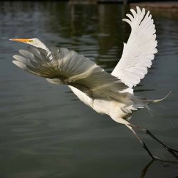 Una garza sobrevuela el lago de Chapultepec en la Ciudad de México. Foto Rodrigo Oropeza/ AFP | Foto:AFP