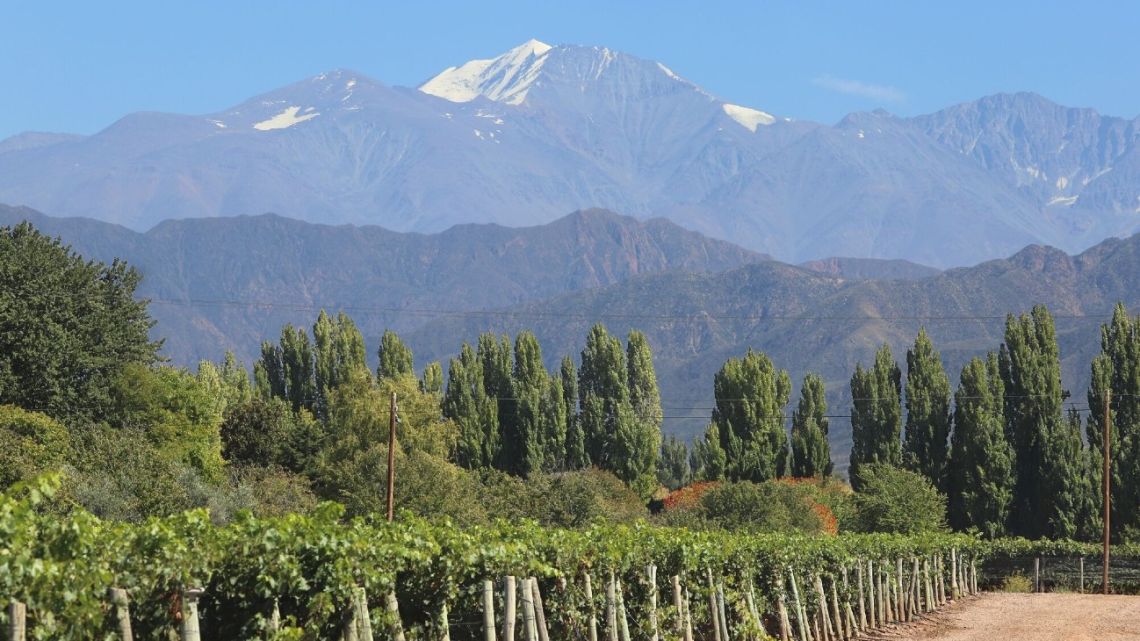 The Tupungato volcano behind vineyards during harvest season in the Luján de Cuyo district of Mendoza Province, Argentina.