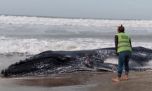 Una enorme ballena jorobada apareció muerta en las costas de Valeria del Mar