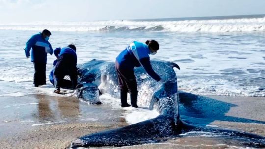 Encontraron muertas a dos ballenas jorobadas en las playas de Pinamar