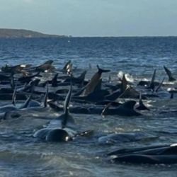 El grupo de cetáceos fue encontrado a pocos metros de la franja de arena de la playa de Pititinga.
