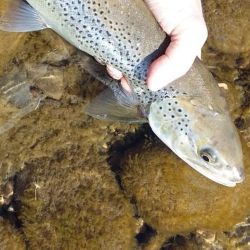 La cartera ambiental busca mantener y mejorar las poblaciones de peces que le permiten a la sociedad disfrutar de jornadas de esparcimiento.