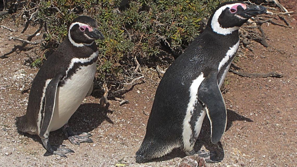 The case of the killing of the penguin in Punta Tombo shall be heard orally and heard in public