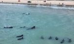 Insólito: 20 ballenas piloto quedaron varadas en una playa de Brasil