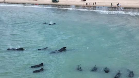 Insólito: 20 ballenas piloto quedaron varadas en una playa de Brasil