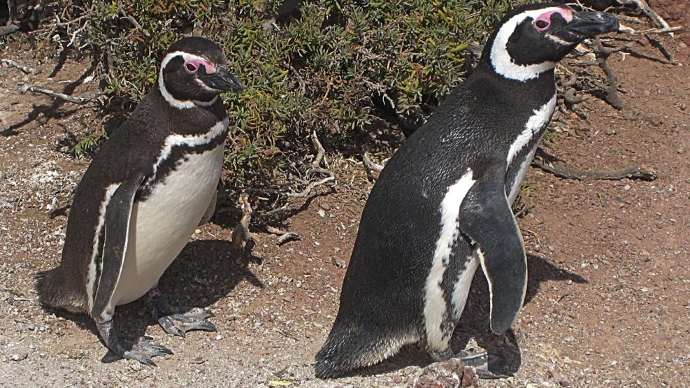 pingüinos de Punta Tombo