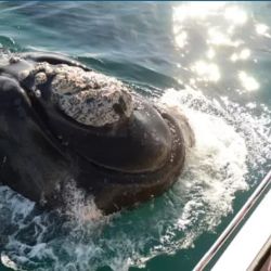 El avistaje embarcado de ballenas es una experiencia única.