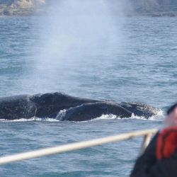Es uno de los principales atractivos de Puerto Madryn.