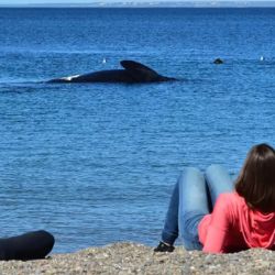 Avistaje costero de la ballena franca austral.