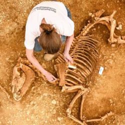 Uno de los 28 esqueletos de caballo encontrados.