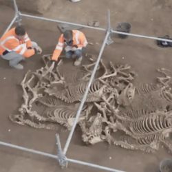 Los esqueletos se encontraban en muy buen estado de conservación.