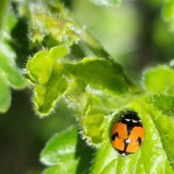 Especie nativa Adalia deficiens.