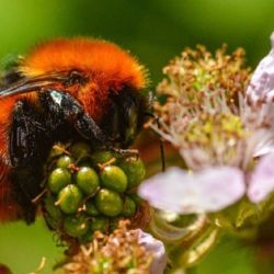 - Abejorro Mangangá - Bombus dahlbomii. 