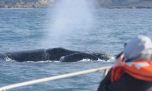 La temporada de avistaje de ballenas en Puerto Madryn ya tiene fecha de inicio confirmada