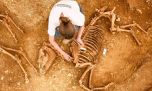 Descubren una milenaria fosa con una gran cantidad de esqueletos de caballos en el centro de Francia