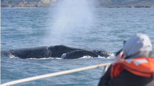 La temporada de avistaje de ballenas en Puerto Madryn ya tiene fecha de inicio confirmada