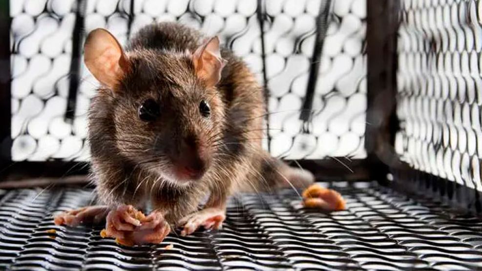 leptospirosis-cordoba