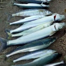 En las costas de la Bahía de San Antonio, al mes de mayo, lo consideran de transición, ya que comienza a alejarse el pejerrey blanco o escardón y hace su aparición en forma lenta, pero sostenida el corno o manila. 