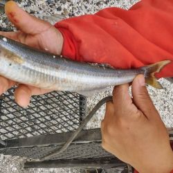 En las costas de la Bahía de San Antonio, al mes de mayo, lo consideran de transición, ya que comienza a alejarse el pejerrey blanco o escardón y hace su aparición en forma lenta, pero sostenida el corno o manila. 