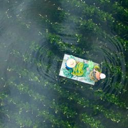 Imagen aérea tomada con un dron de aldeanos cosechando flores de Ottelia en una base de plantación en el distrito de Eryuan de la prefectura autónoma bai de Dali, en la provincia de Yunnan, en el suroeste de China. | Foto:Xinhua/Luo Xincai