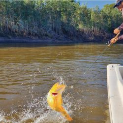 Esquina se prepara para celebrar la primera edición de la Fiesta del Dorado Esquínense, un evento que promete ser una cita imperdible para los amantes de la pesca y los aficionados a las festividades al aire libre.