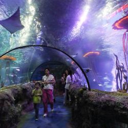 Personas visitan un acuario, en Shenyang, en la provincia de Liaoning, en el noreste de China. | Foto:Xinhua/Long Lei