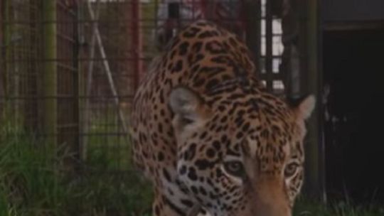 Te presentamos a Caratai, el nuevo yaguareté introducido en el Parque Nacional Iberá