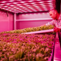 Un empleado coloca plantas en una prueba de instalación de un módulo de crecimiento en el que se cultivan cultivos, en el centro de investigación y desarrollo de Infinite Acres en La Haya. A través de la agricultura vertical, las plantas se cultivan en interiores durante todo el año en un ambiente estrictamente controlado. En un mundo que lucha cada vez más por satisfacer las necesidades de una población en crecimiento, la agricultura vertical parece ser una buena alternativa para una producción agrícola más sostenible y respetuosa con el medio ambiente. | Foto:Robin van Lonkhuijsen / ANP / AFP