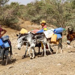 Los niños montan burros que transportan bidones para llenar agua de una cisterna en medio de la escasez de agua y las altas temperaturas, en un campamento improvisado para personas que huyeron de los combates entre los rebeldes hutíes de Yemen y las fuerzas gubernamentales respaldadas por Arabia Saudita, en la aldea de Hays, en la provincia occidental de Yemen. de Hodeida. | Foto:Khaled Ziad / AFP