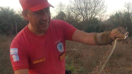 Flor de susto: apareció una gigantesca serpiente cascabel en una vivienda de Córdoba