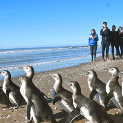 Los pingüinos ya se encuentran nuevamente en su hábitat natural.