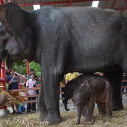 Bebés elefantes son vistos en la Aldea de Elefantes Phaniad Luang, en la provincia de Ayutthaya, Tailandia. Pangjamjuri, una elefanta de 36 años de edad, dio a luz a elefantes gemelos, un macho y una hembra. | Foto:Xinhua/Rachen Sageamsak