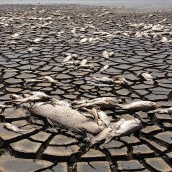 Vista aérea que muestra peces muertos debido a la sequía en la Laguna Bustillos, cerca de Anáhuac, Estado de Chihuahua, México. | Foto:ALEX ARZAGA / AFP