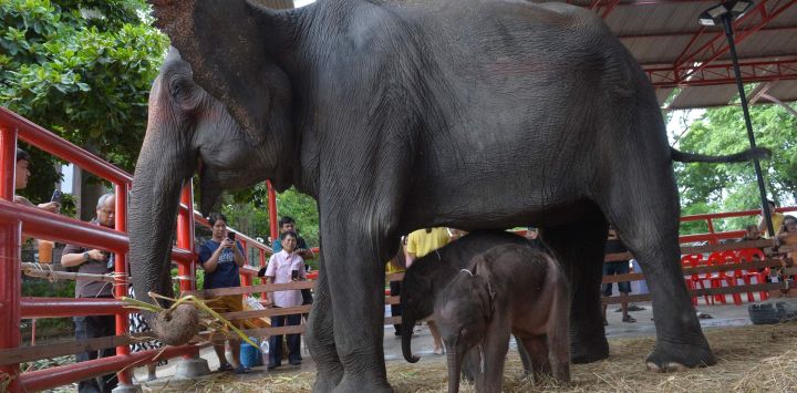 Bebés elefantes son vistos en la Aldea de Elefantes Phaniad Luang, en la provincia de Ayutthaya, Tailandia. Pangjamjuri, una elefanta de 36 años de edad, dio a luz a elefantes gemelos, un macho y una hembra.