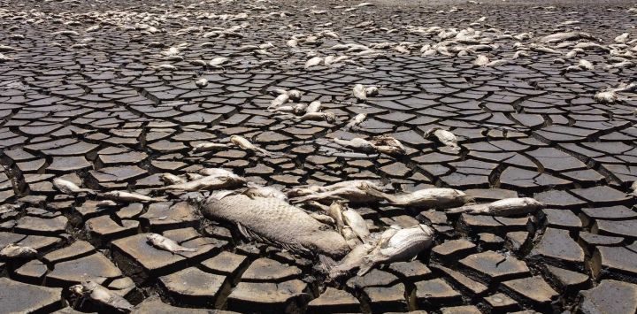 Vista aérea que muestra peces muertos debido a la sequía en la Laguna Bustillos, cerca de Anáhuac, Estado de Chihuahua, México.