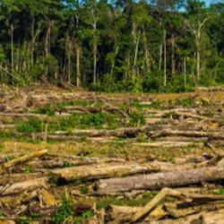 La salud de los bosques es esencial para la humanidad y la supervivencia del planeta.