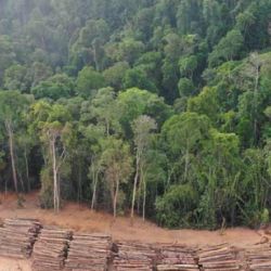 La deforestación ilegal crece día a día en todo el mundo.