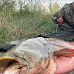  Los más grandes pueden llegar a medir hasta 3 metros y pesar más de 100 kilogramos, aunque estos casos son excepcionales y suelen encontrarse en hábitats muy favorables.