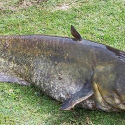  Los más grandes pueden llegar a medir hasta 3 metros y pesar más de 100 kilogramos, aunque estos casos son excepcionales y suelen encontrarse en hábitats muy favorables.