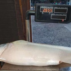 Norberto Uema marcó un récord para un pejerrey en la Salada Grande de Madariaga: nada más ni nada menos que 66 cm y 2,655 kg.