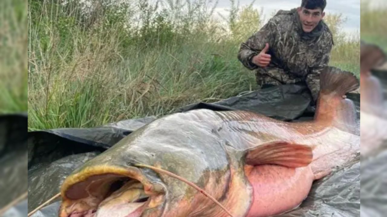Siluro Capturaron un enorme siluro de 110 kilos, tan grande que asustó al ...