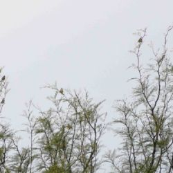 Las aves ya vuelan nuevamente en su hábitat natural.