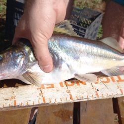 Participarán pescadores federados de Mendoza, Santa Fe, Córdoba, Provincia de Buenos Aires, Chaco, Formosa y Ciudad de Buenos Aires. También estará una delegación de Salta, pero en carácter de invitada.
