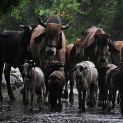 Un hombre guía a sus animales bajo la lluvia en Tacuba, El Salvador. Trece personas han muerto en El Salvador y Guatemala como consecuencia de las fuertes lluvias que azotan Centroamérica desde la semana pasada, según las autoridades de ambos países, que también reportaron miles de personas afectadas por inundaciones y deslizamientos de tierra. | Foto:MARVIN RECINOS / AFP