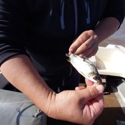En tiempos de muchos piques, un excelente momento para ir por los dorados del Uruguay en un pesquero que nos permite pescar durante todo el año. 