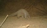 Avistan en Senegal a un mamífero que se creía totalmente extinto