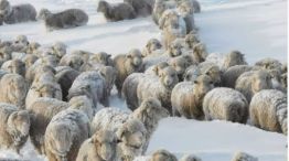  Los productores santacruceños resisten preocupados ante las grandes nevadas.