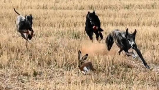 Caza ilegal con jaurías: el 80% de los operativos se inician por denuncias de agricultores