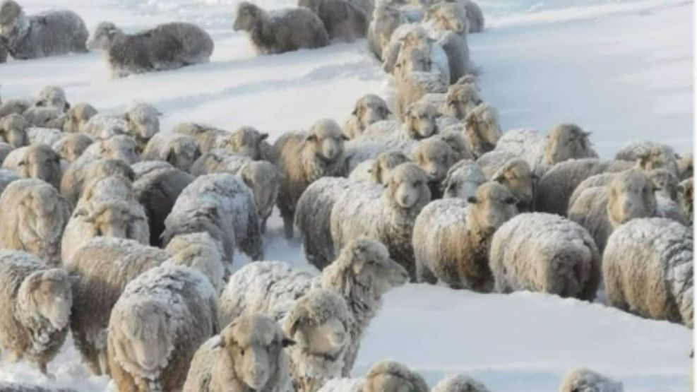  Los productores santacruceños resisten preocupados ante las grandes nevadas.