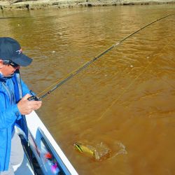 Los dorados de Puerto Gaboto tenían un color singular. Gozio Bendy 1 y Epic fueron los señuelos vedette del lugar.